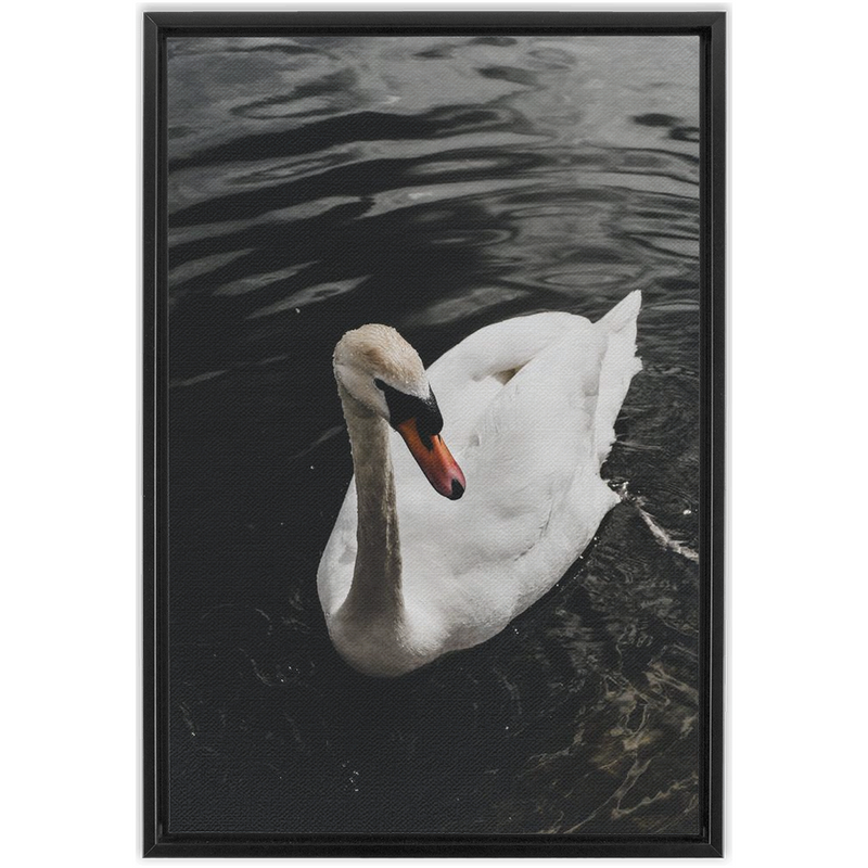 Swan Framed Canvas