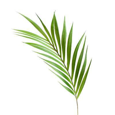 Palm Leaf 36" Stem