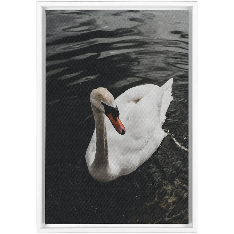 Swan Framed Canvas