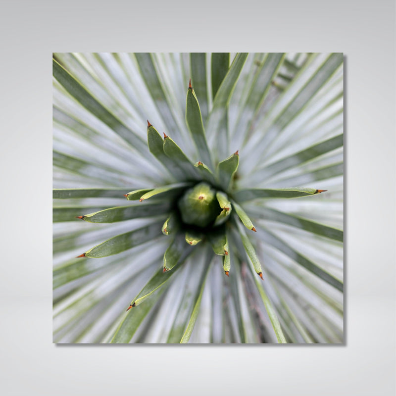 Yucca Photo Print