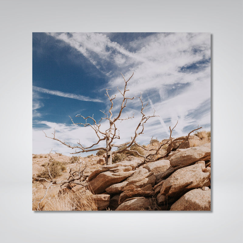 Desert Tree Photo Print