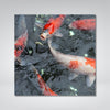 Koi Photo Print