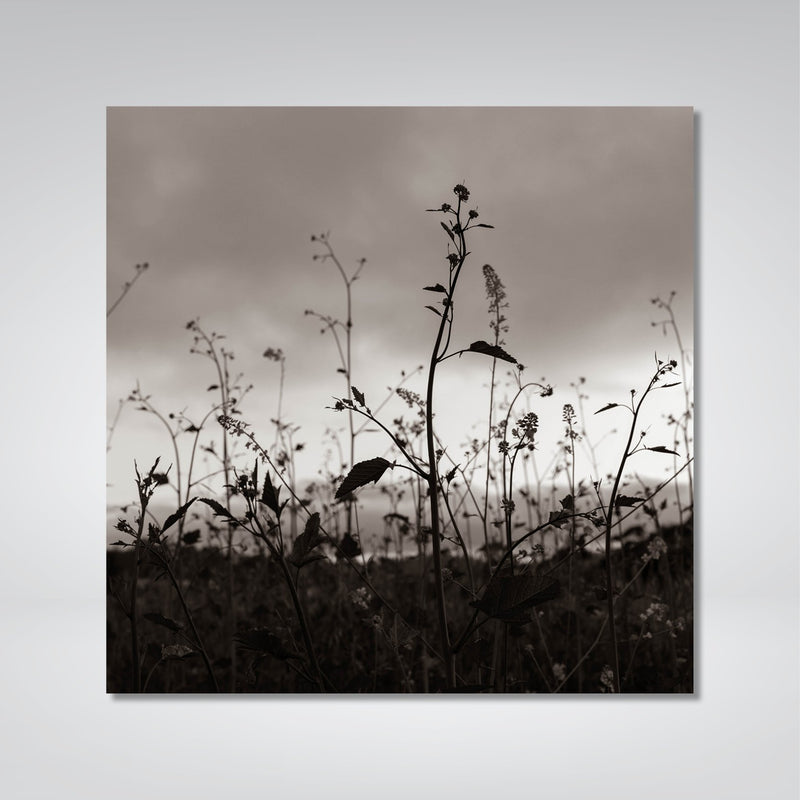 Meadow Photo Print