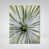 Yucca Photo Print