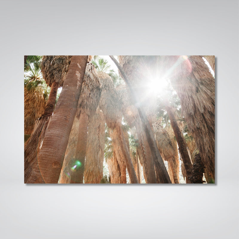 Palms Photo Print