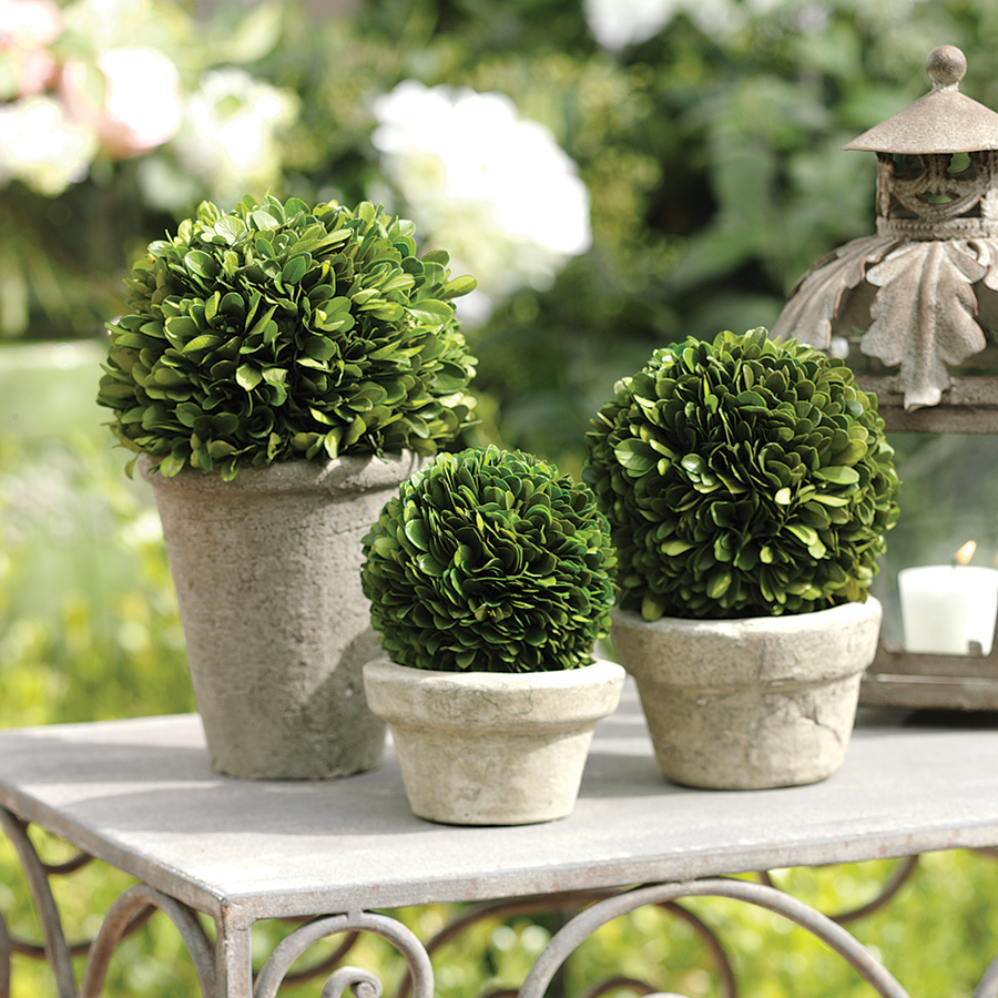 Boxwood Potted Ball Topiaries