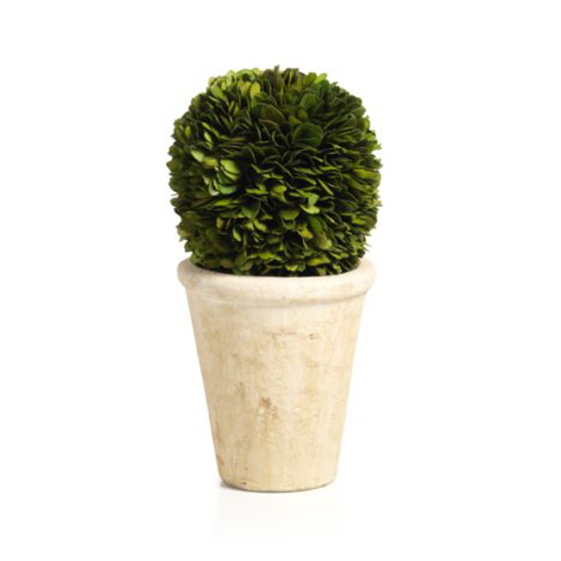 Boxwood Potted Ball Topiaries