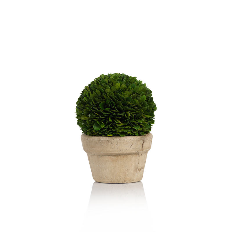 Boxwood Potted Ball Topiaries