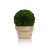 Boxwood Potted Ball Topiaries