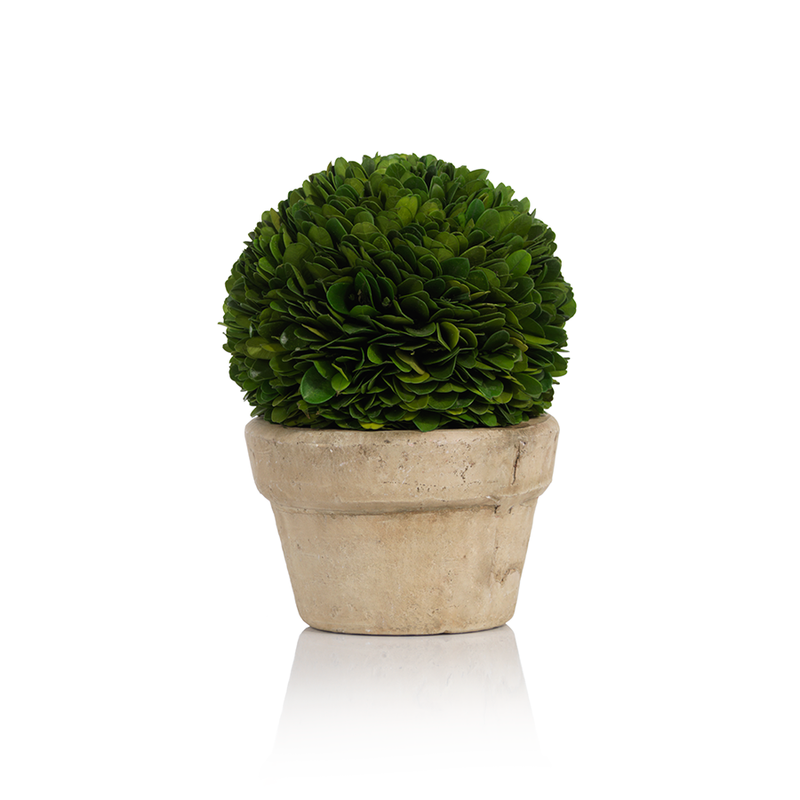 Boxwood Potted Ball Topiaries