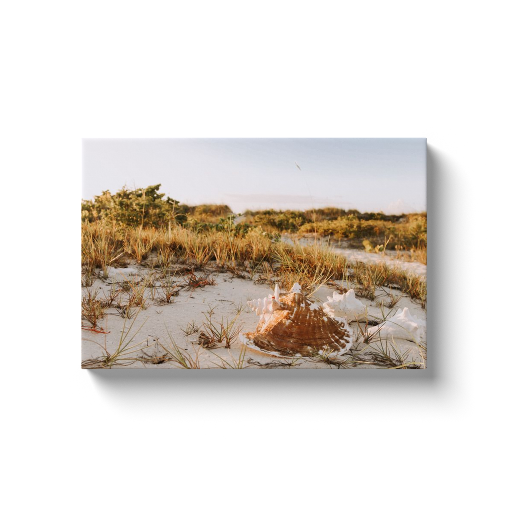 Conch Photo Print