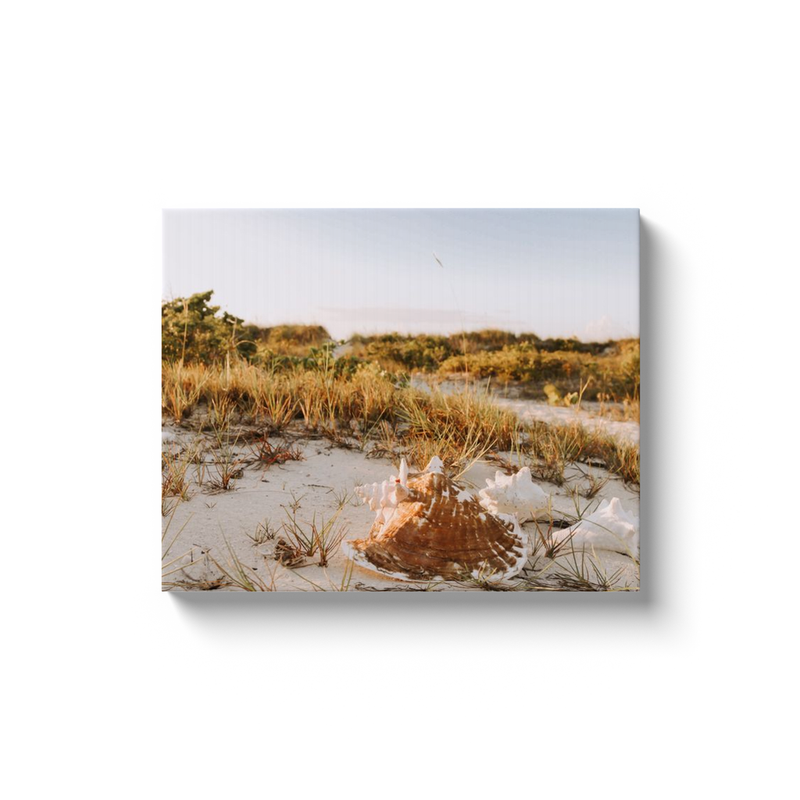 Conch Photo Print