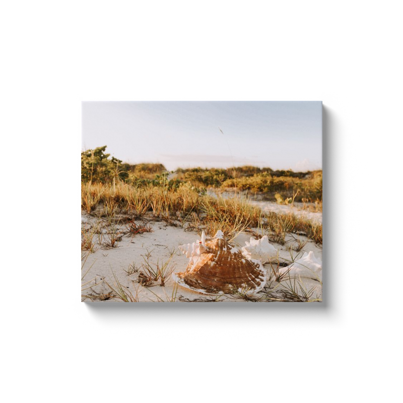 Conch Photo Print