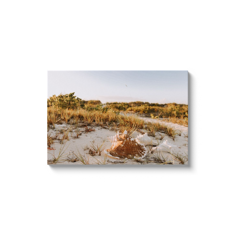 Conch Photo Print