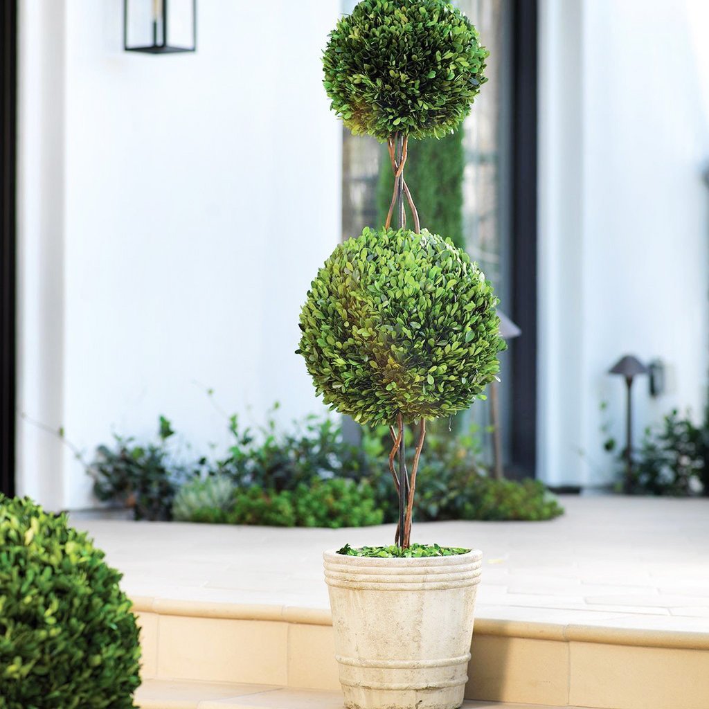 Double Ball Potted Boxwood Topiary