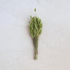 Dried Bunny Tail Grass Bunch