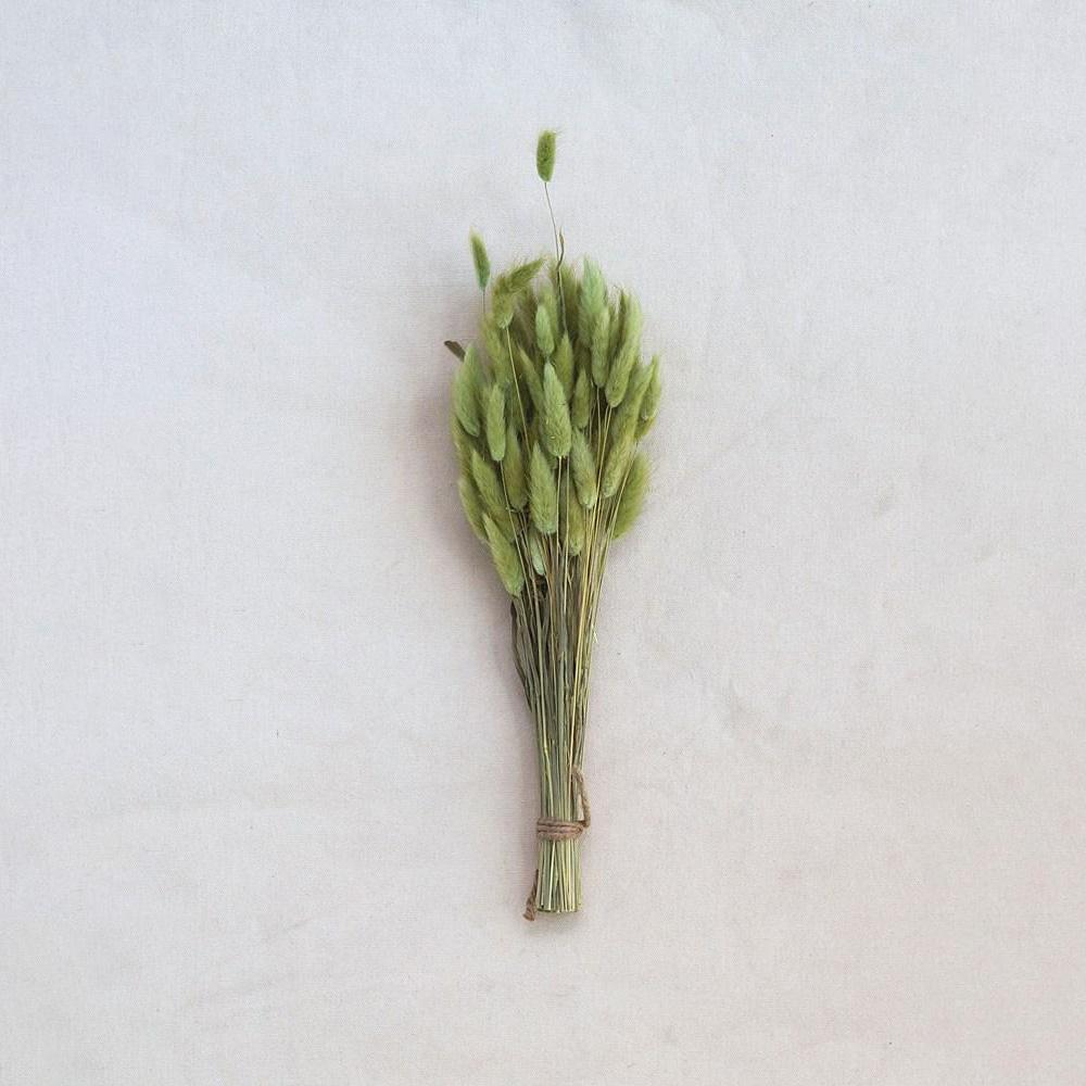 Dried Bunny Tail Grass Bunch