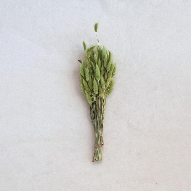 Dried Bunny Tail Grass Bunch