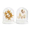 Oval Shell in Dome, Assorted 2 Style Shells Starfish, Tonna Sulcosa