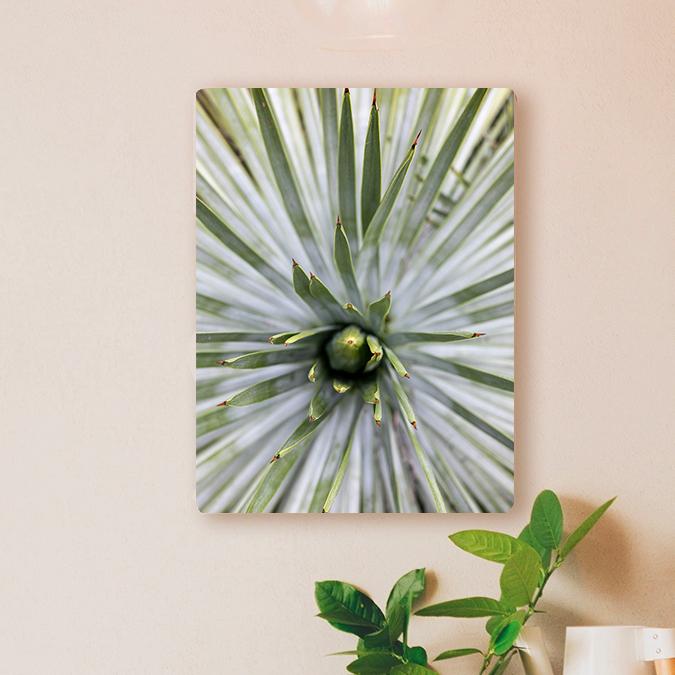 Yucca Photo Print