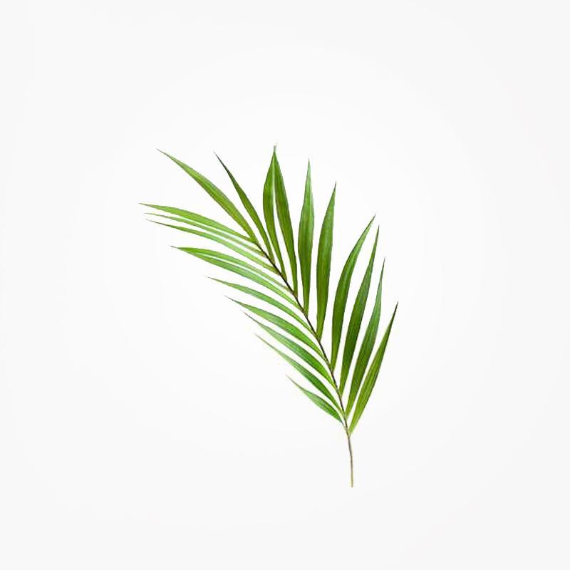 Palm Leaf 36" Stem