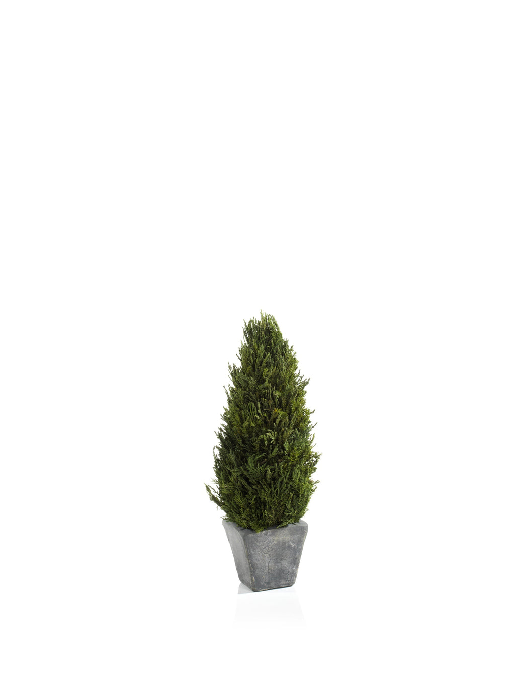 Preserved Cypress Tree Topiary