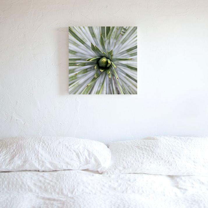 Yucca Photo Print