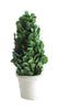 Preserved Boxwood Cone Topiary in Clay Pot