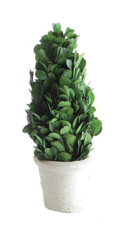 Preserved Boxwood Cone Topiary in Clay Pot