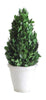 Preserved Boxwood Cone Topiary in Clay Pot