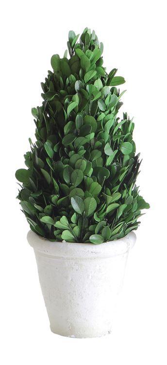 Preserved Boxwood Cone Topiary in Clay Pot