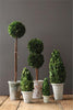 Preserved Boxwood Cone Topiary in Clay Pot