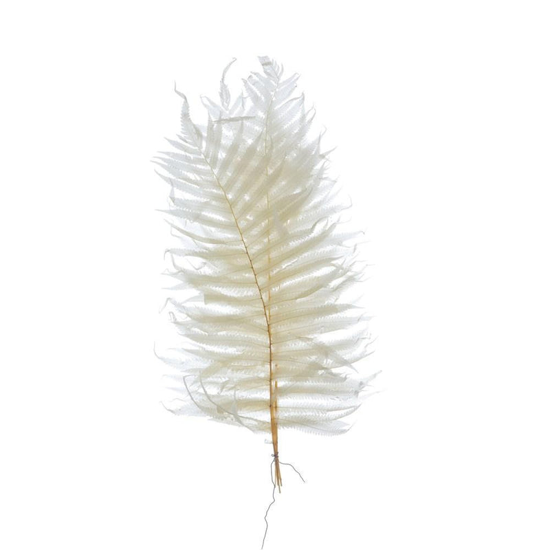 Dried Natural Fern Leaf in Cream