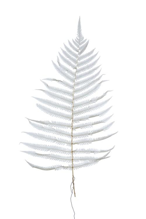 Dried Natural Fern Leaf in Cream