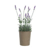 Faux Lavender in Paper Pot