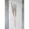 Dried Pampas Grass Bunch