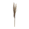 Dried Pampas Grass Bunch