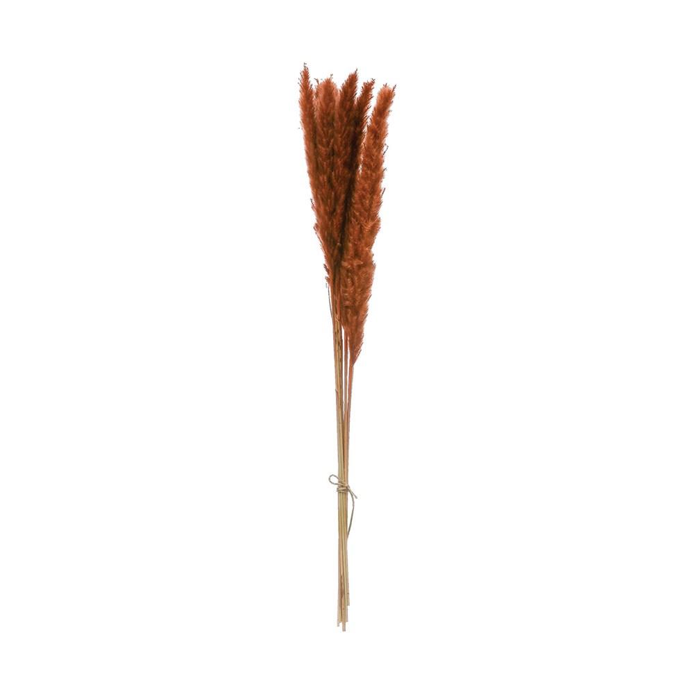 Dried Saffron Pampas Grass Bunch