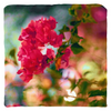 Bougainvillea Throw Pillow