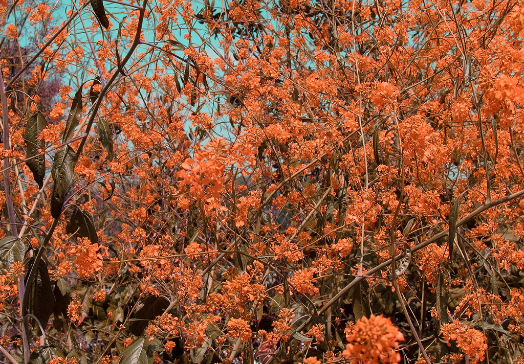 Orange Flowers Photo Print